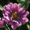 Anemone hybrida pamina